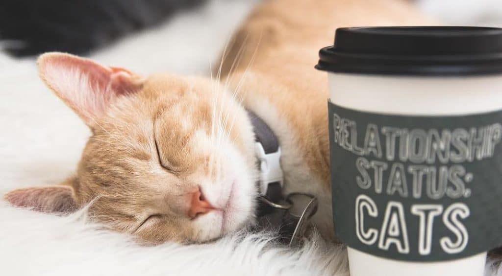 This Cat Café Is The Purrrfect Hideout • Crumbs & Whiskers Secret