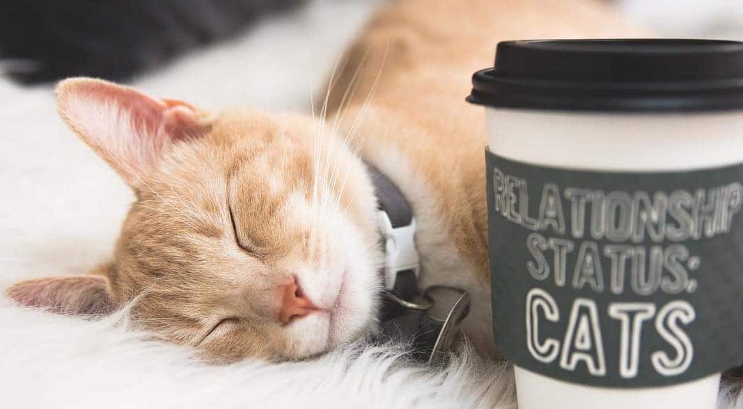 This Cat Café Is The Purrr-fect Hideout • Crumbs ...