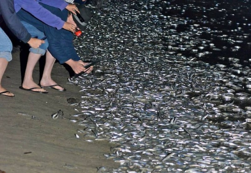It's Grunion Run Season: A Sight You Can Only Witness On The California
