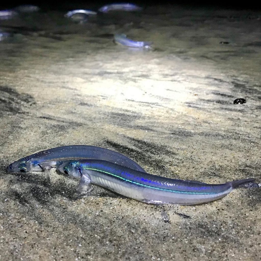 It's Grunion Run Season: A Sight You Can Only Witness On The California