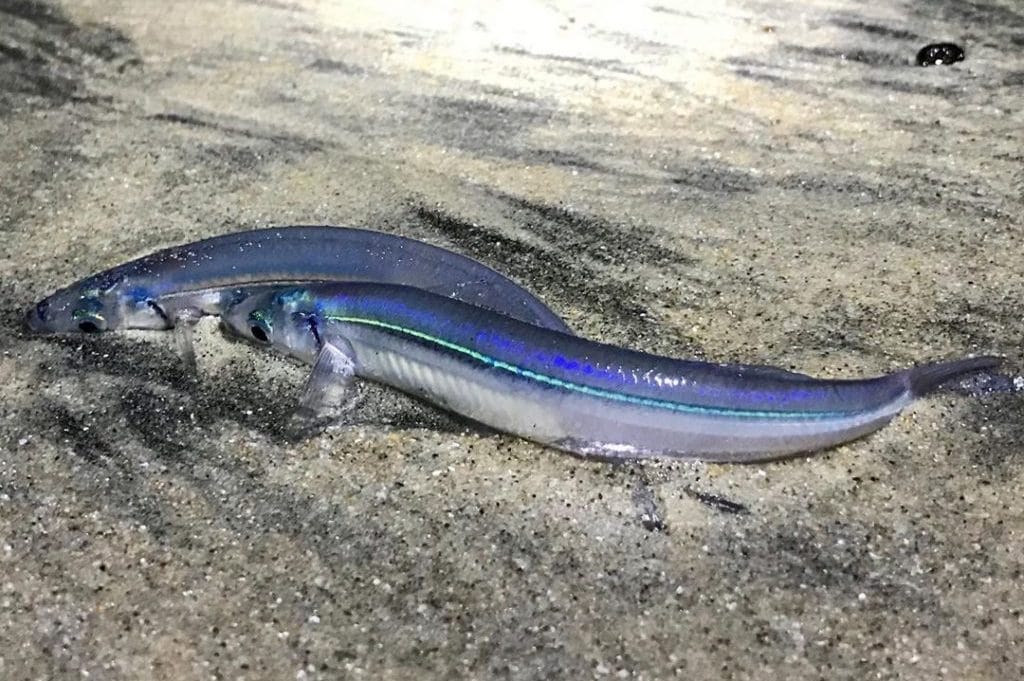 It's Grunion Run Season A Sight You Can Only Witness On The California