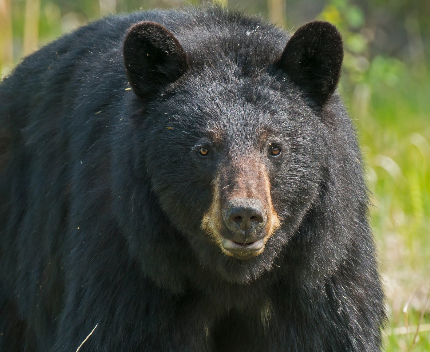 Yosemite Bears Are Having A Party In The Closed National Park   Rsz Bill Pennell O1pu3o2liyq Unsplash 