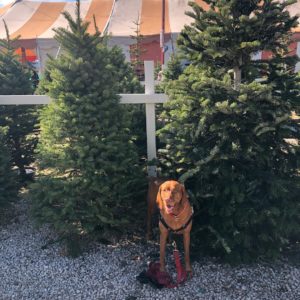 Adorable brown dog sits in front of a row of fresh real Christmas trees at Bennett's Best Christmas Trees lot