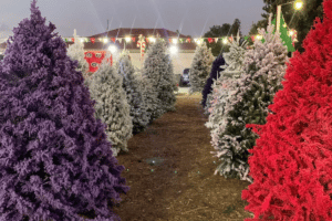 Row of different colored and decored Christmas tree from Mr. Jingle's Christmas Trees