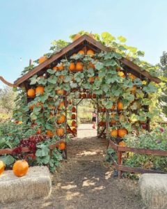 Live Oak Canyon Pumpkin Patch Farm