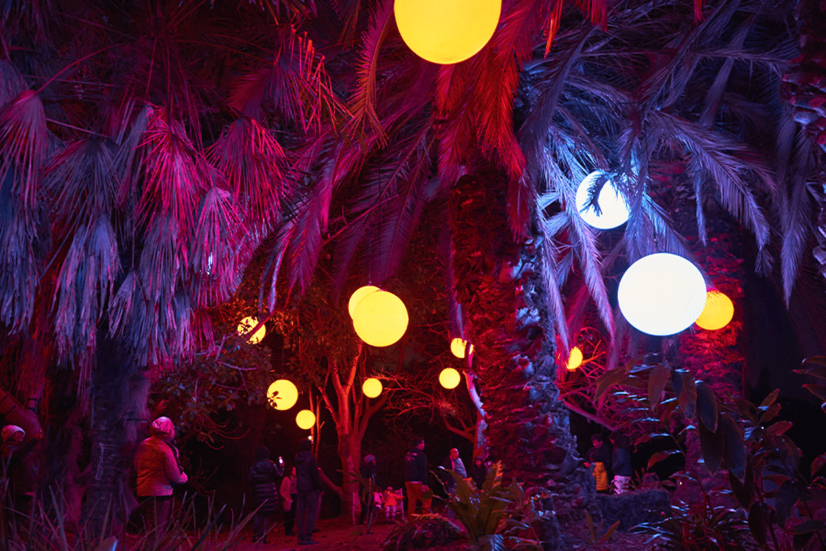 Massive lights hang in trees in a botanic garden