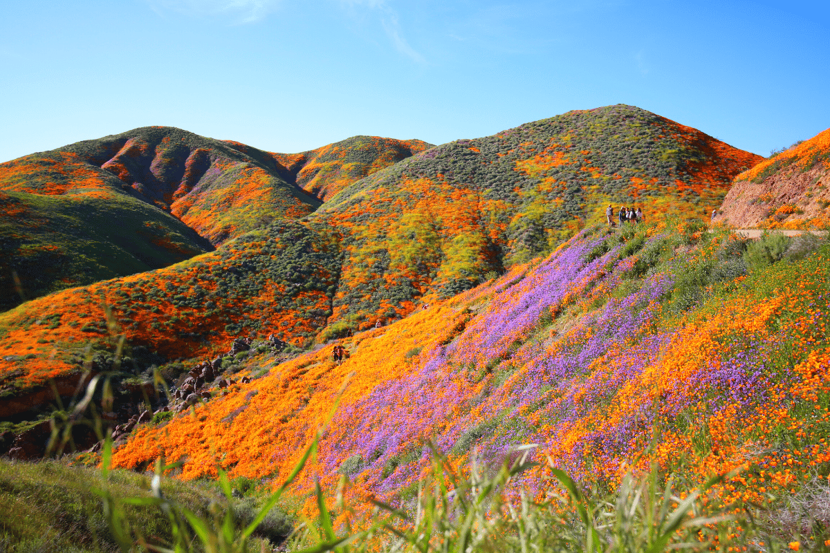 Los Angeles Dodgers Korean Heritage Night 2023 Guide  Southern california  travel, California travel, Vacation reads