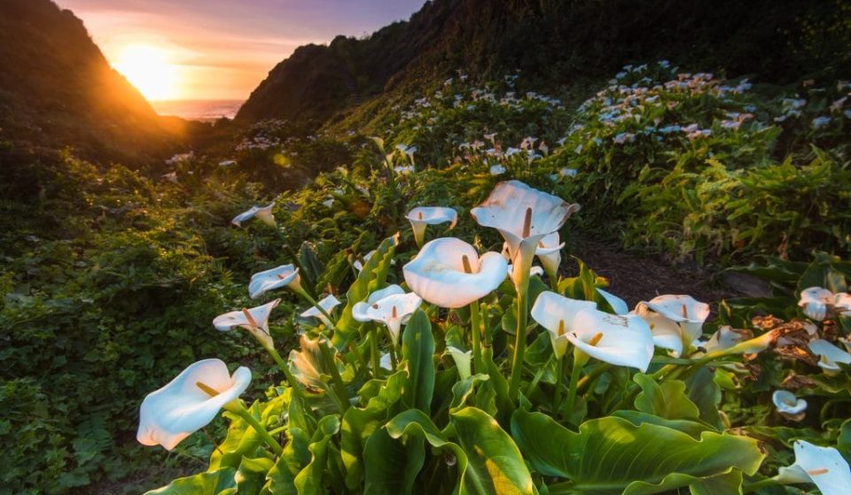 This Hidden Valley In Big Sur Is Filled With Hundreds Of Calla Lilies