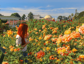 A Gallery Of L.A.’s Most Treasured Rose Garden