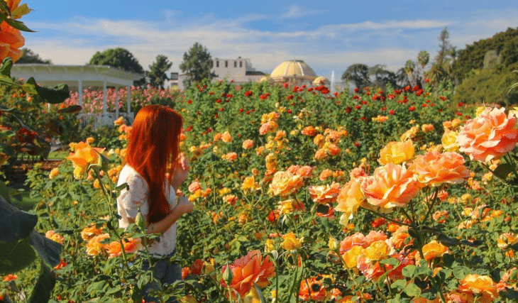 A Gallery Of L.A.’s Most Treasured Rose Garden
