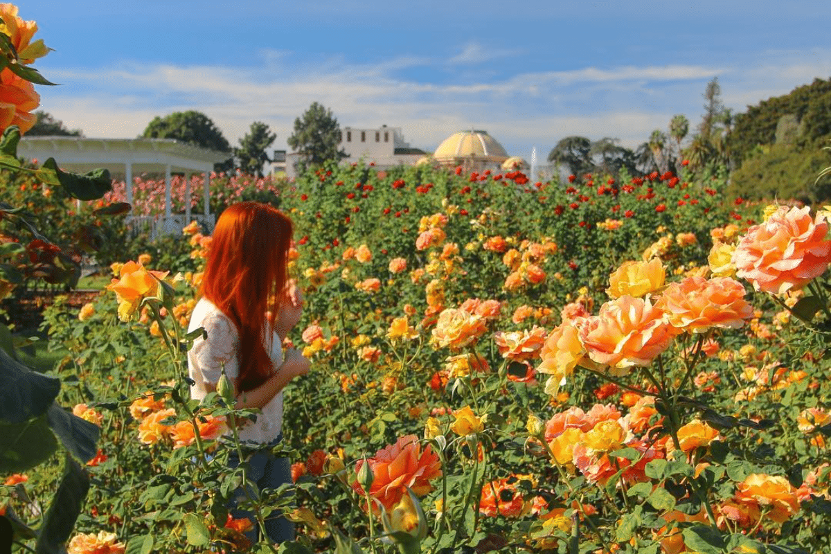 Jardín de rosas del Parque Exposition