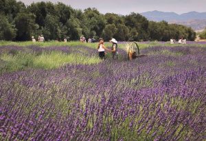 Photo of the Highland Springs Farm & Inn Lavender Farm lavender farm