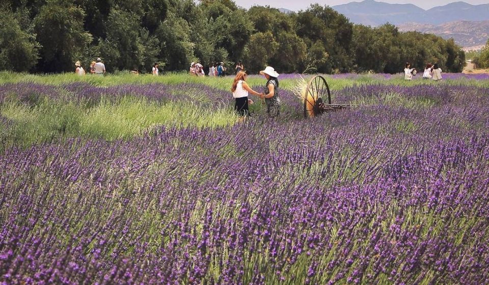Stroll Through 20 Acres Of Purple Heaven At This Stunning Lavender Farm