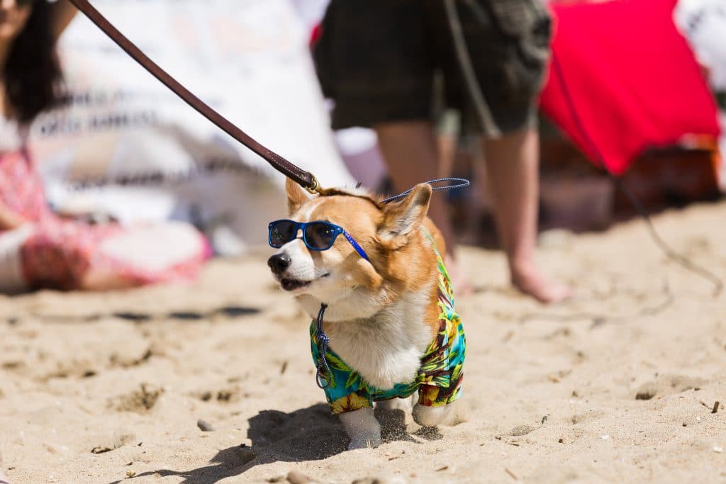 IMAGE DISTRIBUTED FOR NFL - A corgi dog dressed in Los Angeles Rams pet gear  participates in a fashion show at NFL Corgi Beach Day, Saturday, Oct. 28,  2017 in Huntington Beach