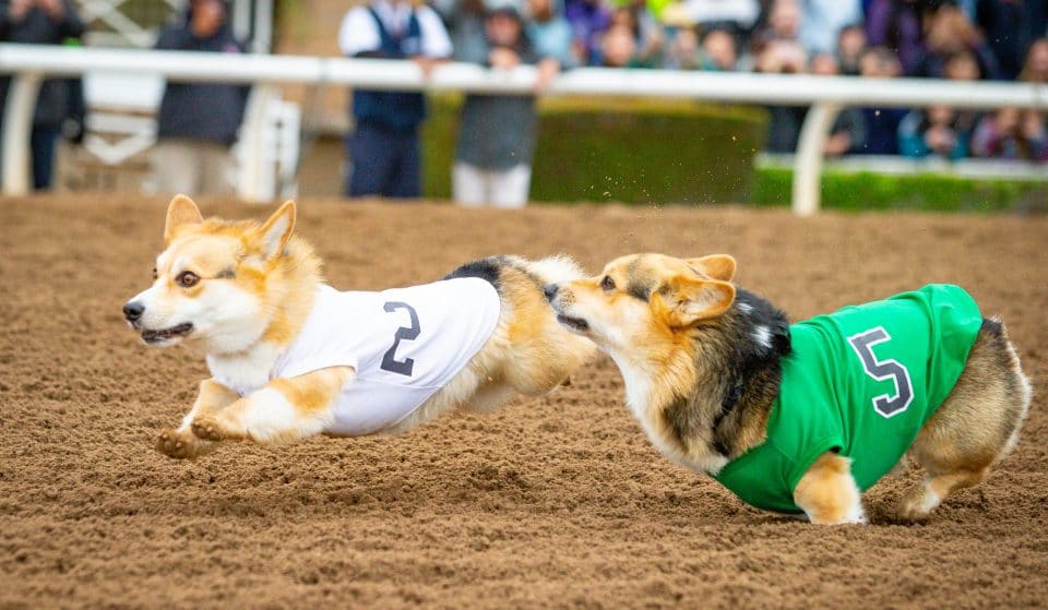 These Adorable Corgi Athletes Return To The Track For The Ultimate Memorial Day Weekend Showdown