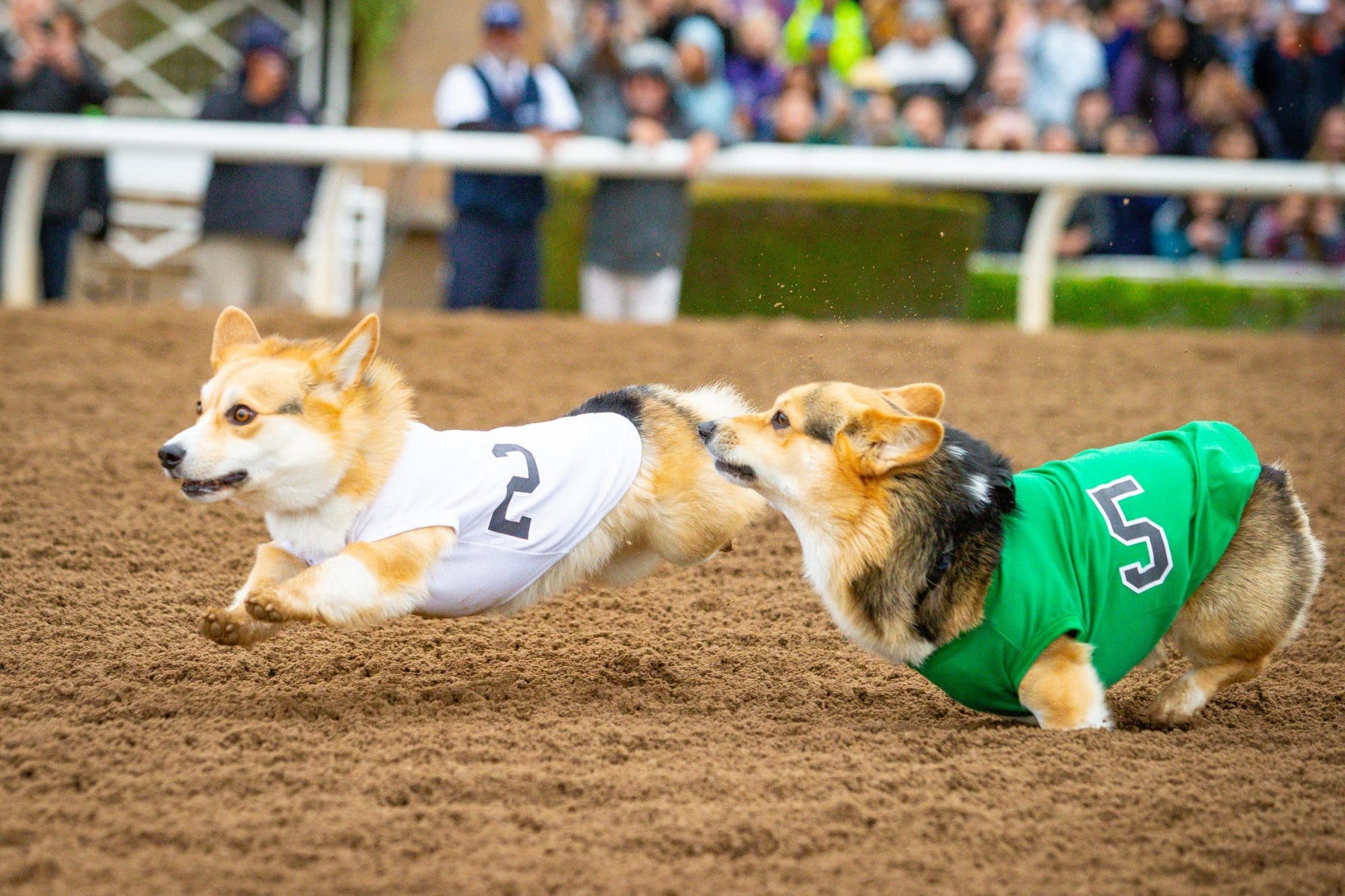 IMAGE DISTRIBUTED FOR NFL - A corgi dog dressed in Los Angeles Rams pet gear  participates in a fashion show at NFL Corgi Beach Day, Saturday, Oct. 28,  2017 in Huntington Beach