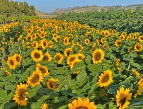 3 Stunning Sunflower Fields You Can Visit Right Now