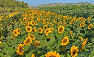 sunflowers Underwood Family Farms