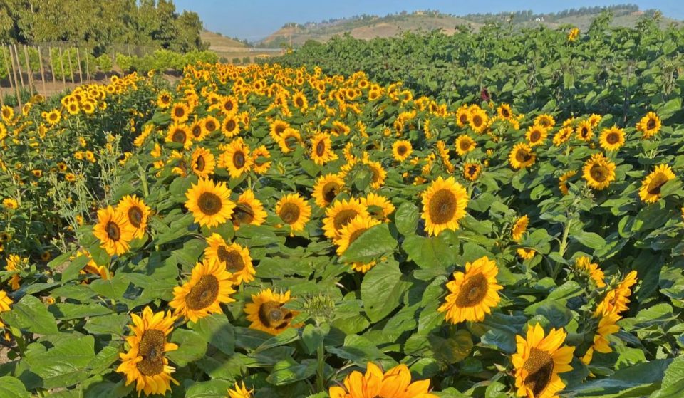 3 Stunning Sunflower Fields You Can Visit Near L.A. Right Now