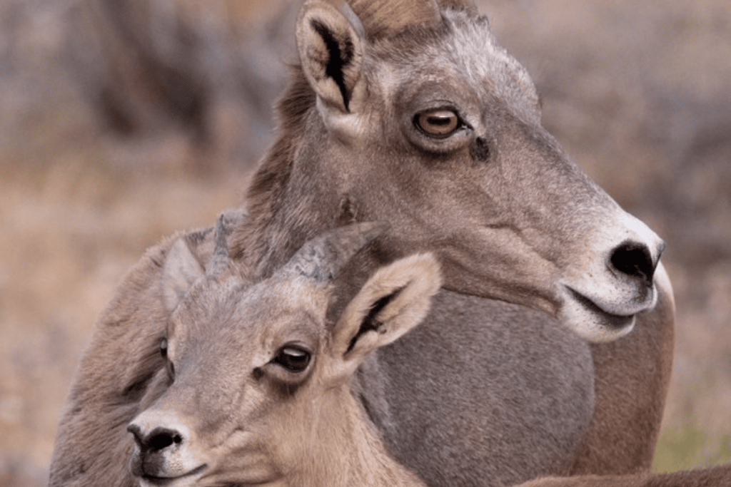 Joshua Tree Trail Closed For Bighorn Sheep During Drought