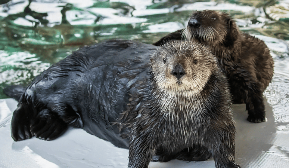 Experience Cuteness Overload And Meet Adorable Baby Otter-Pups At This New Exhibition