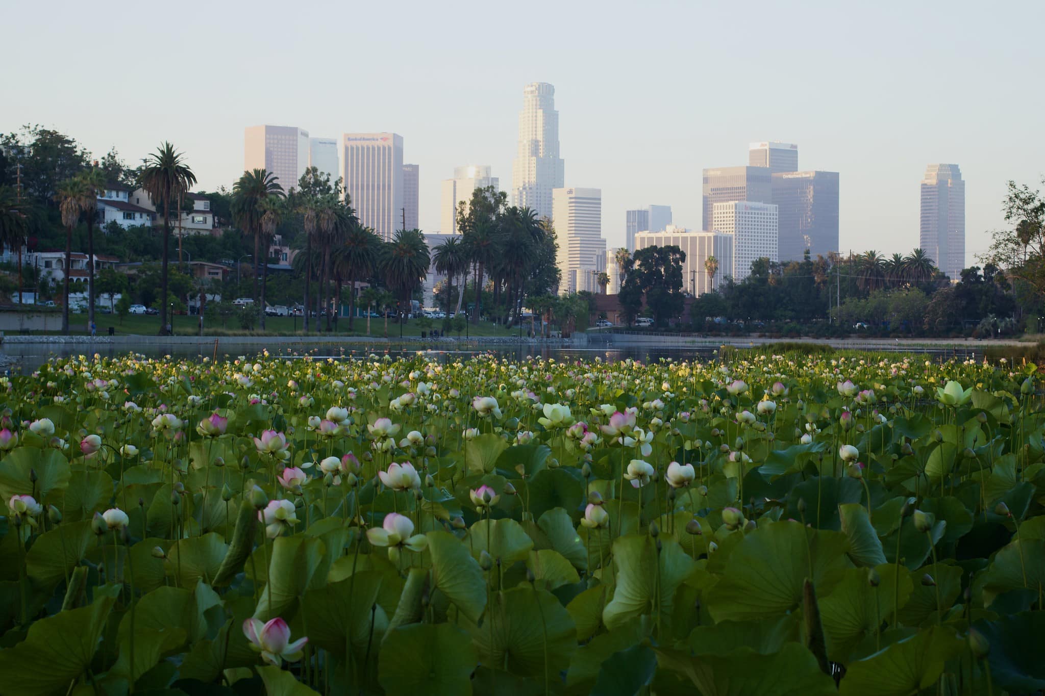 L.A.'s Beloved Lotus Festival Returns To Echo Park This Weekend