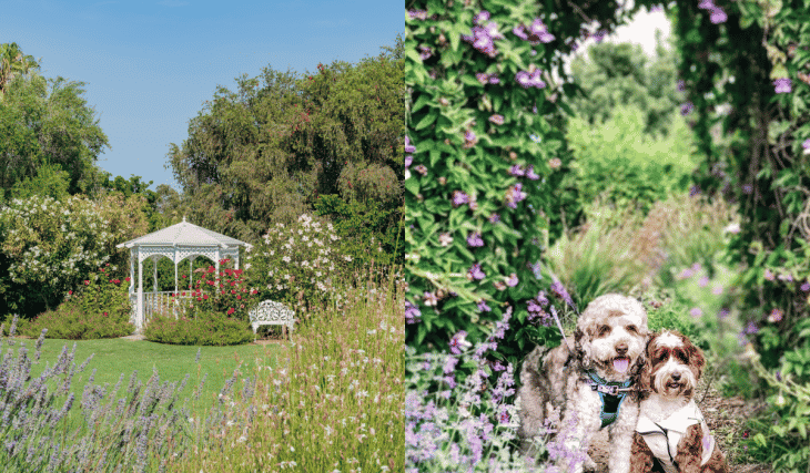 Bring Your Furry Friend For An Exclusive Dog Walk At South Coast Botanic Garden