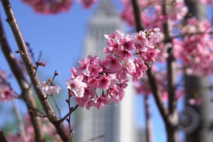 Cherry blossoms at Grand Park