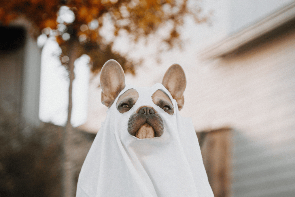 dog dressed up as a ghost / pup-o-ween