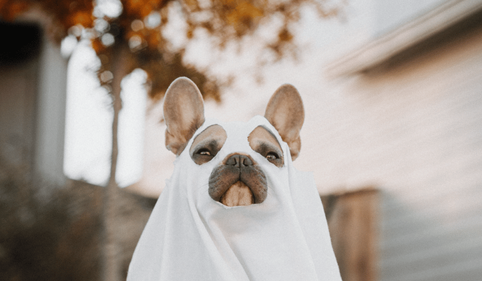 Tricks & Treats: Pup-O-Ween Fest Invites You & Your Furry Friends To Celebrate Halloween