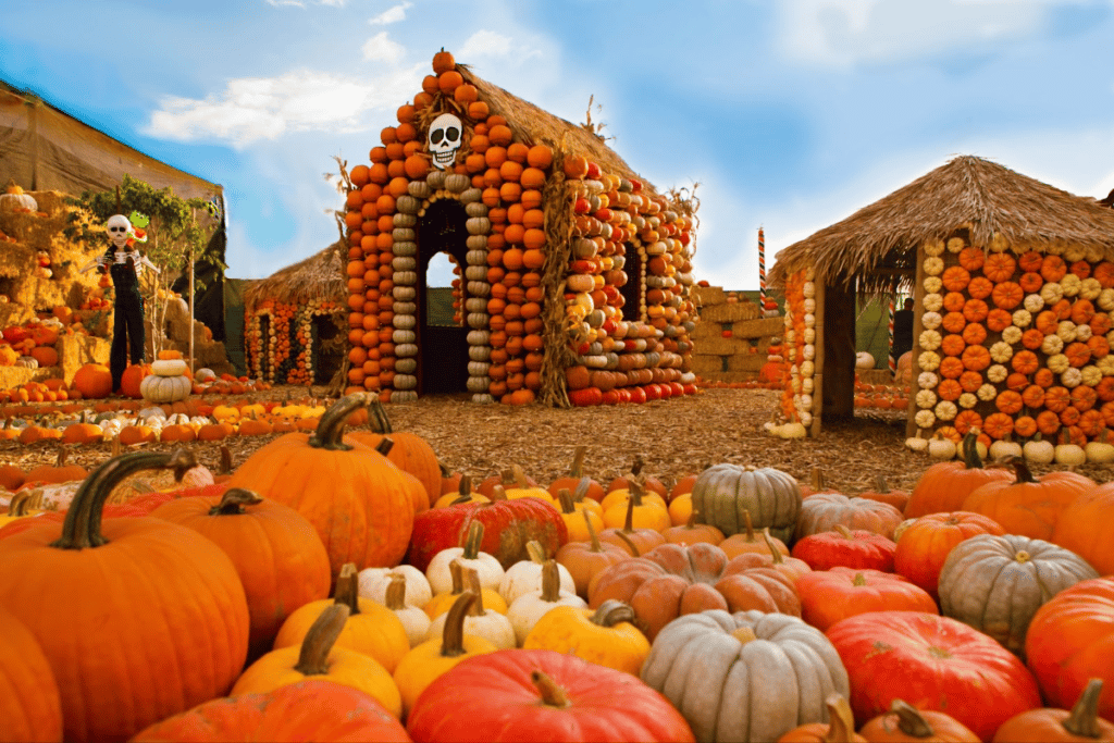 A pumpkin house in a pumpkin patch