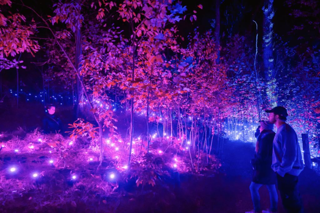 Two people watch lights in a botanic garden