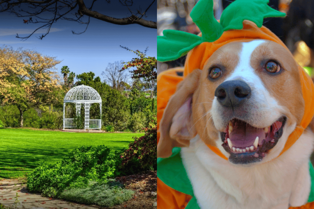 South Coast Botanic Garden Halloween Dog Walk