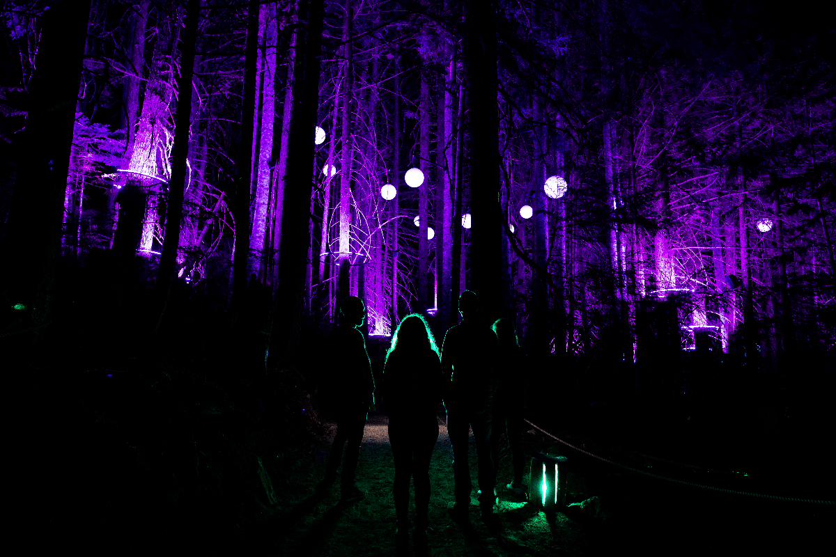 People walk through an illuminated forest