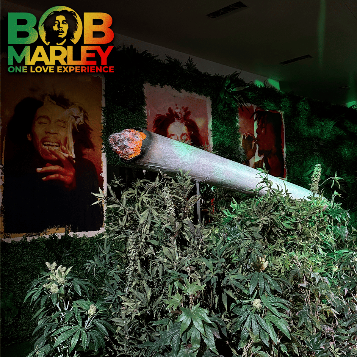 Marijuana leaves sit in the bob marley one love experience