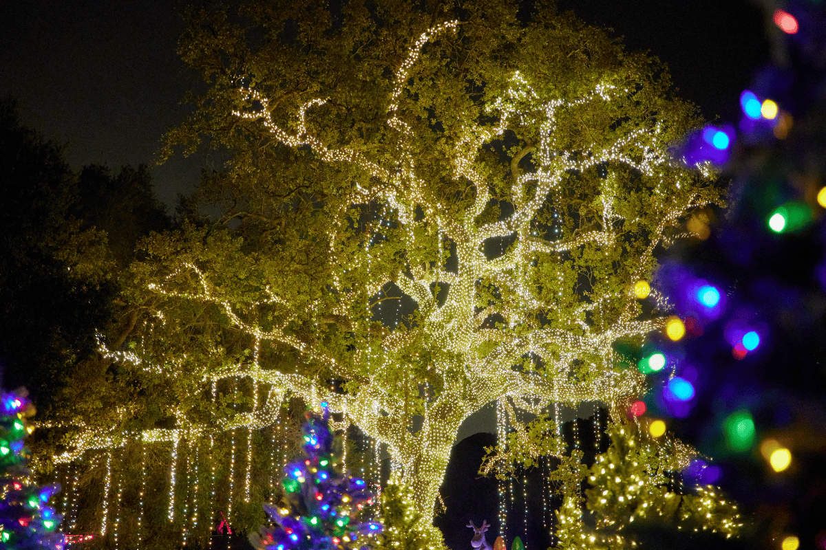 A tree lit up with holiday lights