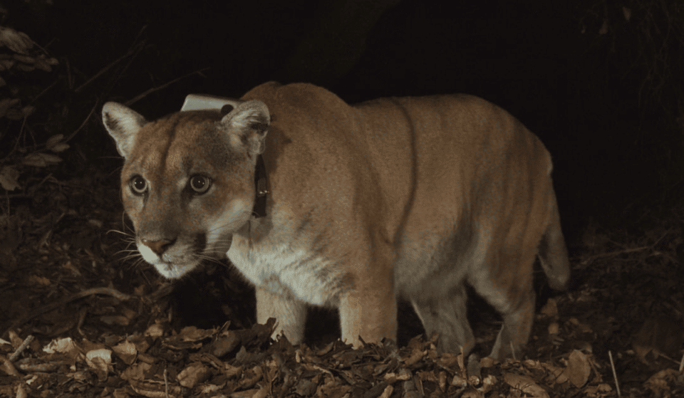 LA’s Beloved Mountain Lion, P-22, Has Been Euthanized