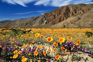 A landscape photo of the Anza-Borrego Desert wildflowers during winter.