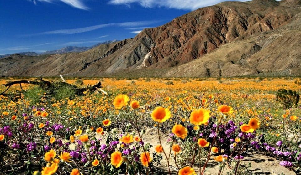 See This Rare Winter Wildflower Bloom In Anza-Borrego Desert State Park