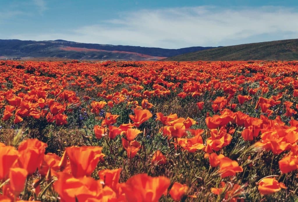 A shot of the dazzling poppy superbloom in Southern California.
