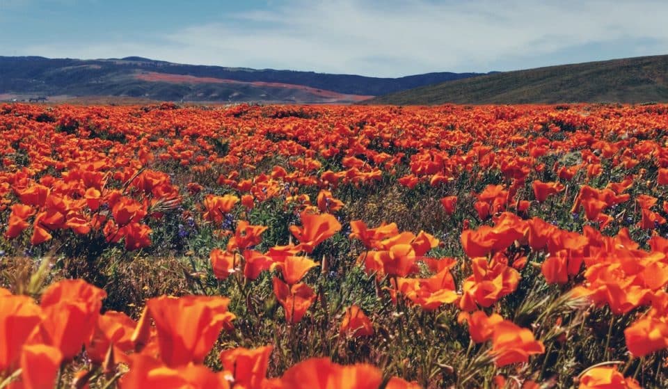 The Best Places To See The Mesmerizing Superbloom In California