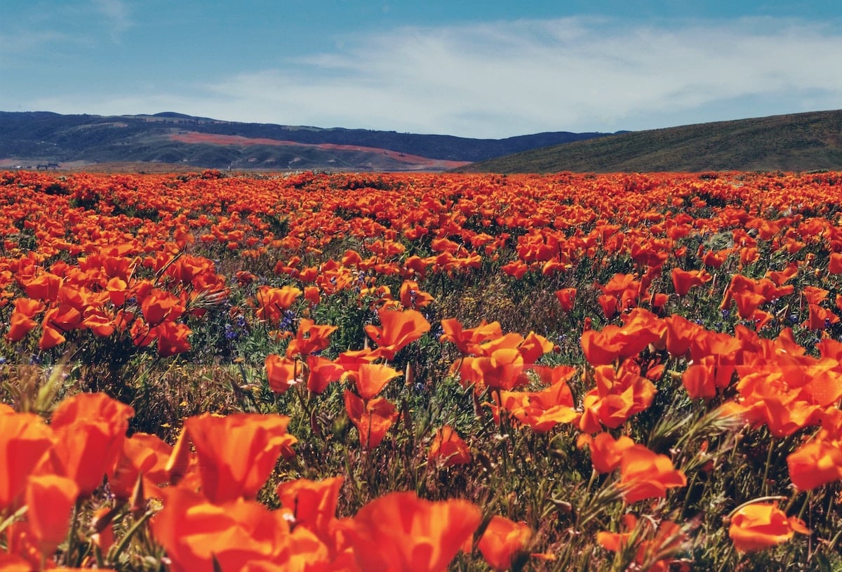 What is a superbloom—and how can you see one responsibly?