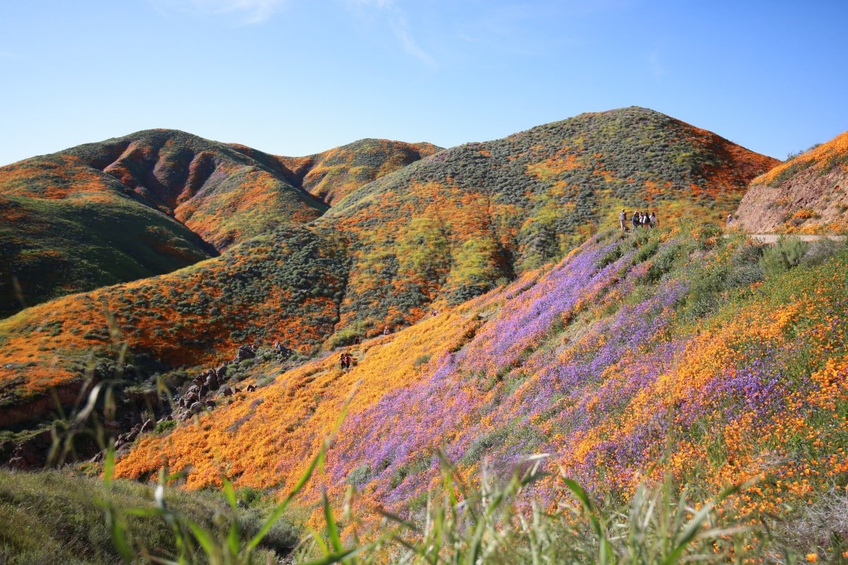 A photo of Antelope Valley covered with colorful flowers during a superbloom 