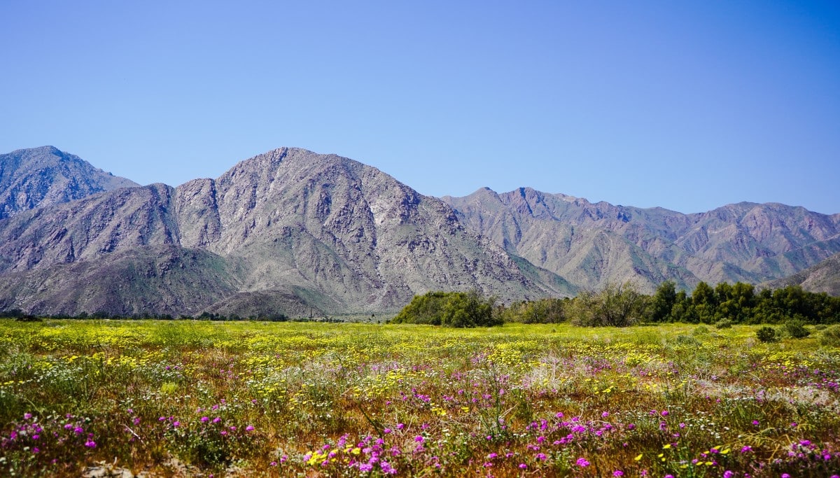 A photo of a national park in California covered with wildflowers 