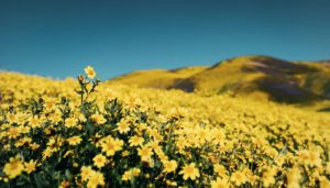 Yellow flowers covering hills in Carrizo Plain, Soda Lake Road, Santa Margarita, California,