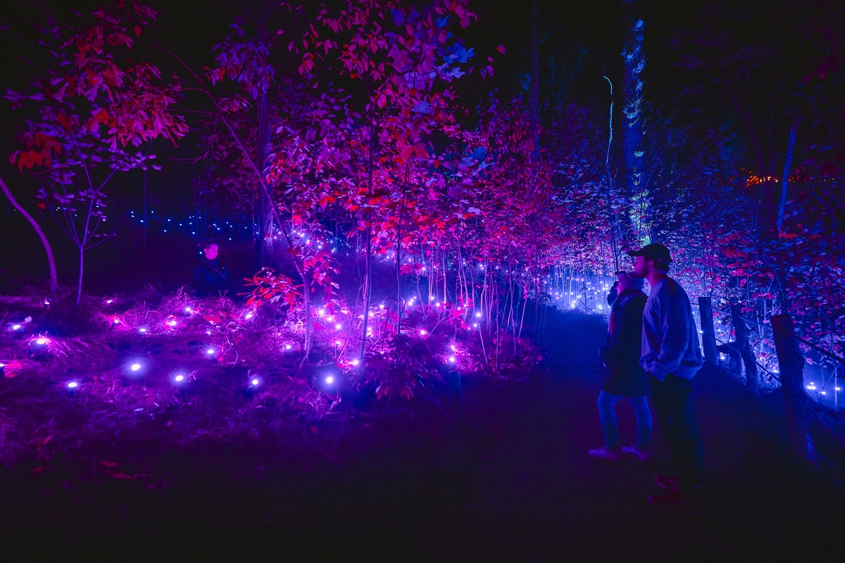Two people look at a field of lights