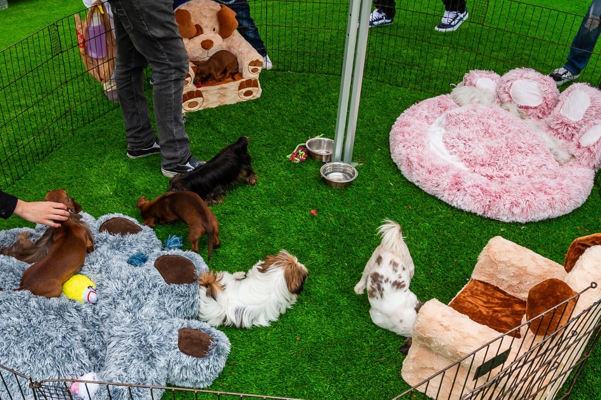Puppies play with each other at SpringTopia