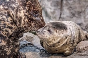 Harbor seal Shelby nuzzles her new pup CREDIT: ROBIN RIGGS/AQUARIUM OF THE PACIFIC