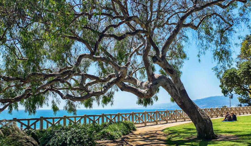 The 12 Most Idyllic Parks for Picnicking In Los Angeles