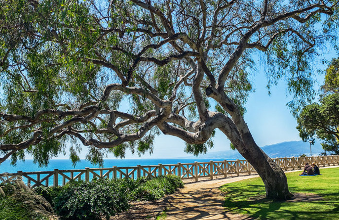 Un gran y hermoso árbol con vista al océano en Palisades Park.